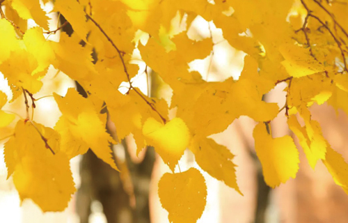 如何让秋天不再悲伤？心理专家教您这样对抗“悲秋综合征”